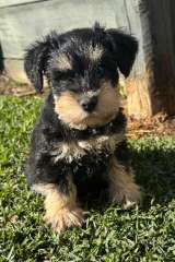 Miniature Schnauzer