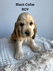 Purebred Cocker Spaniel Puppies