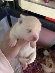 Jack Russell cross Pomeranian 