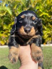 Purebred mini long haired dachshund - female 