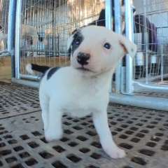 8 Weeks Old Female Bordercollie Puppy 