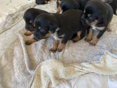Kelpie X Cattle Dog Puppies 