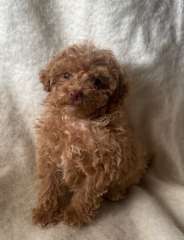 Toy poodle puppies