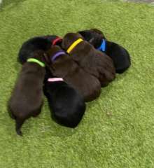 Labrador Puppies 