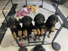 1 handsome Rottweilers puppy ready for his new home